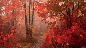 Сочинение На Тему Осенний Лес 5