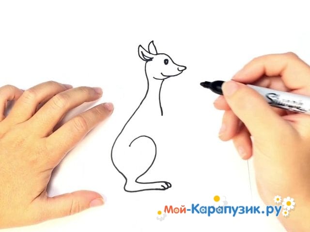 Как нарисовать кенгуру карандашом поэтапно