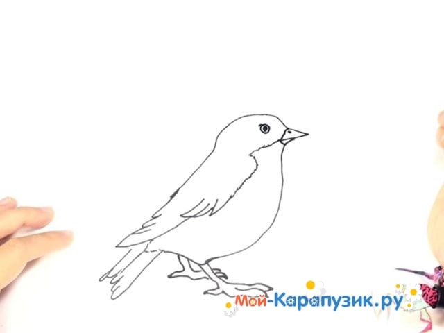 Урок-схема рисования карандашом - птичка
