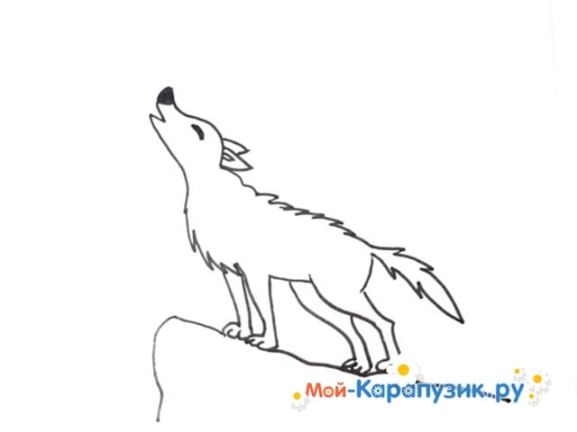 Как нарисовать воющего волка карандашом
