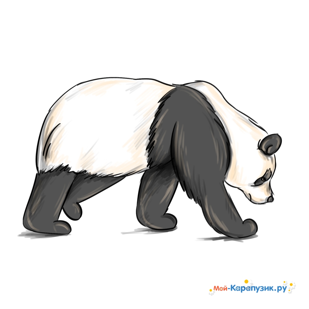 Как нарисовать панду карандашом